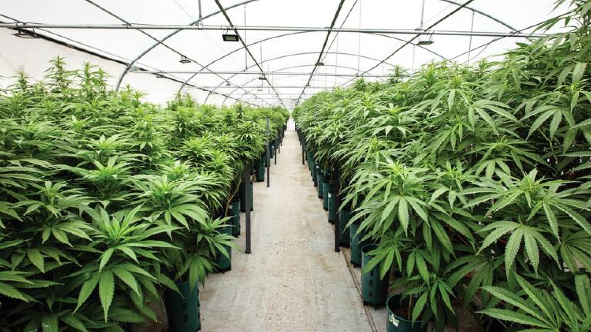 El cannabis como motor de desarrollo económico en Argentina